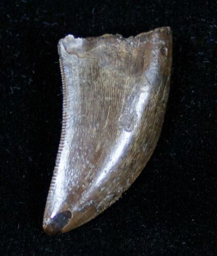 Inch Nanotyrannus Tooth From Montana #3143